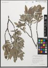 Foto von Salix glaucosericea Flod.